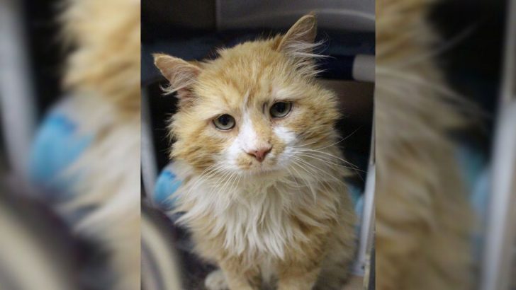 Loyal Cat Embarks On A 12 Miles Journey, But His Family’s Reaction Shocks Everyone