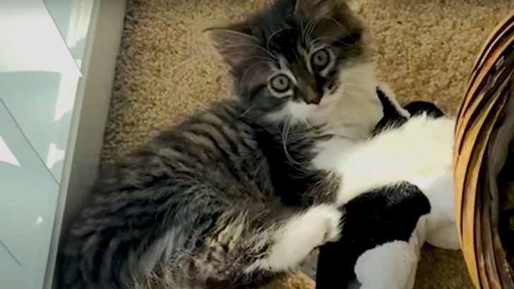 Cat Was Upset After A Feline Sister From Texas Moved In But Now She Can’t Get Enough Of Her