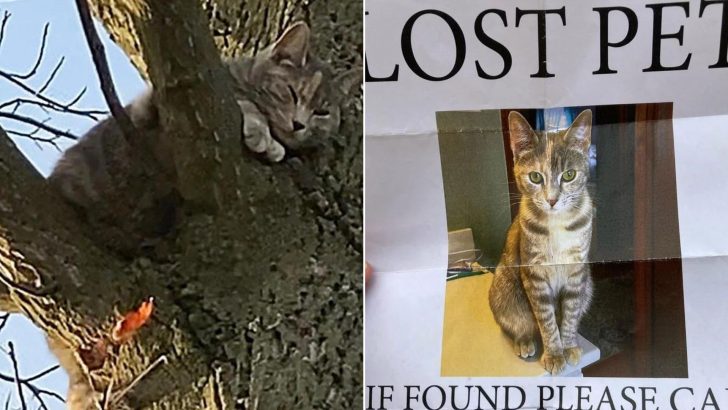 Cat Who Was Missing For Two Weeks Was Found Stuck On Top Of A High Tree Crying For Help