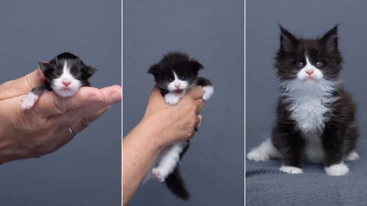 Catographer Captures Maine Coon Kittens Growing Up Before His Eyes
