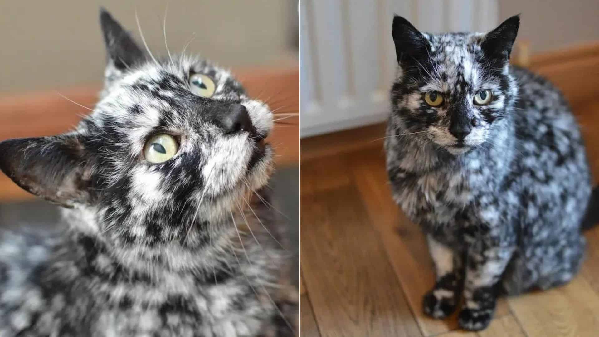 cat with rare condition