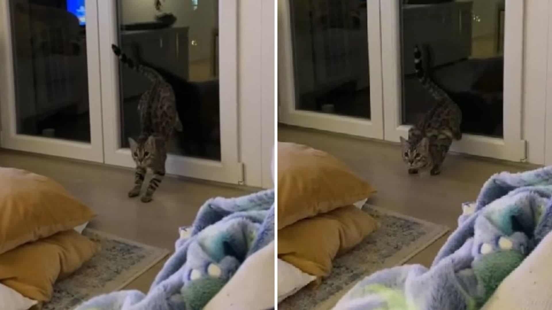 Cat's Epic Trick For Faster Running Goes Viral