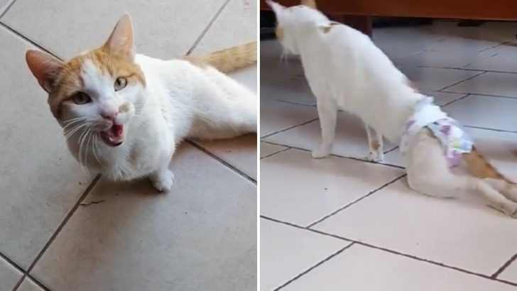 Poor Cat Left Paralyzed After Someone Heartless Shot Her In The Spine