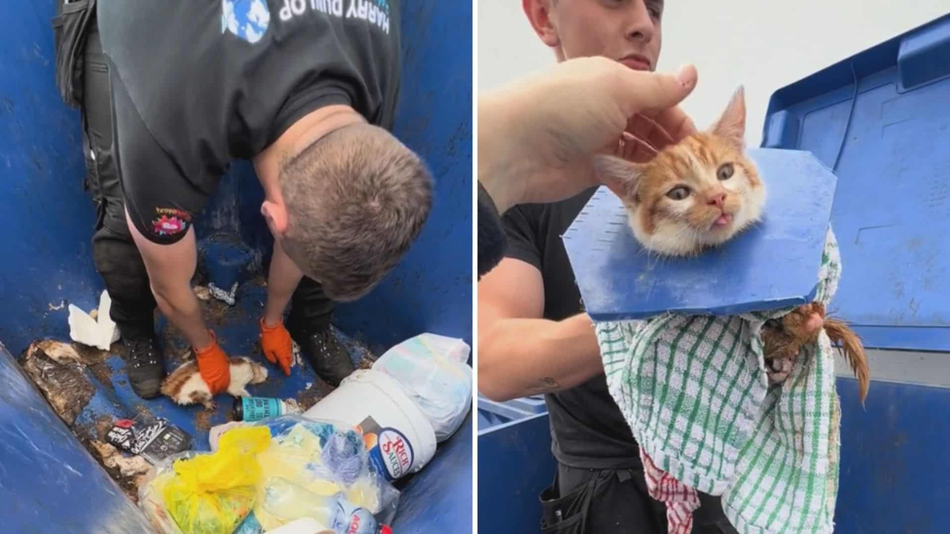 kitten saved from dumpster drain hole