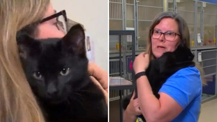 Cat Thrown From Speeding Car On Busy Des Moines Street Got Rescued By Hero Delivery Driver
