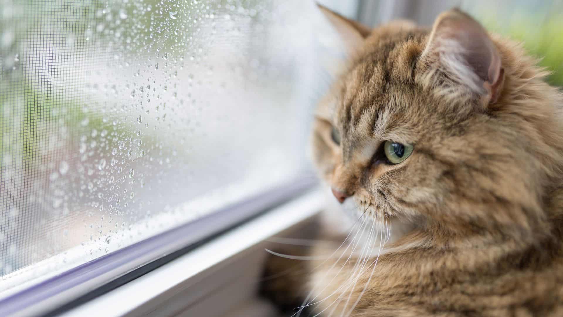 cat looking through the window