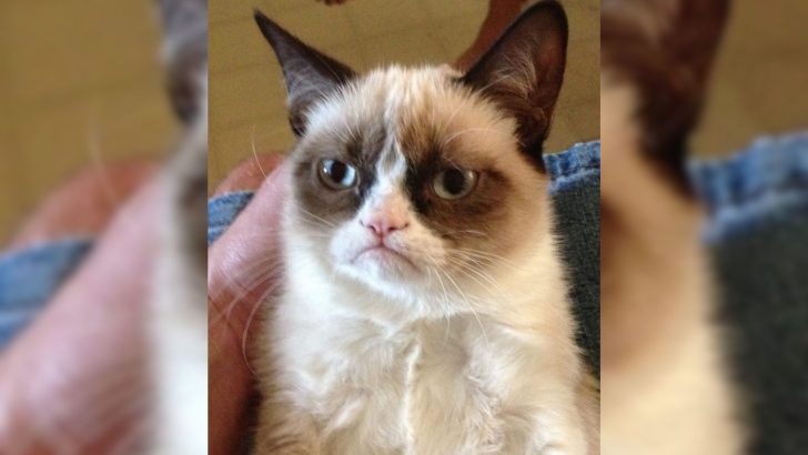 No One Knew Why This Grumpy Cat Was So Popular Until Now