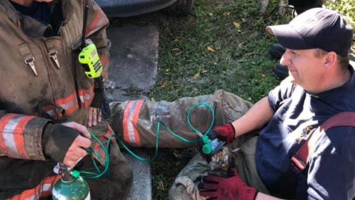 Firefighters Bring Lifeless Orange Kitty Back To Life With A Special Oxygen Mask