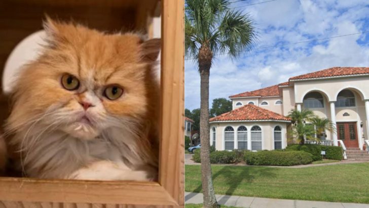 Florida Woman Leaves A Fortune To None Other Than Her 7 Persian Cats