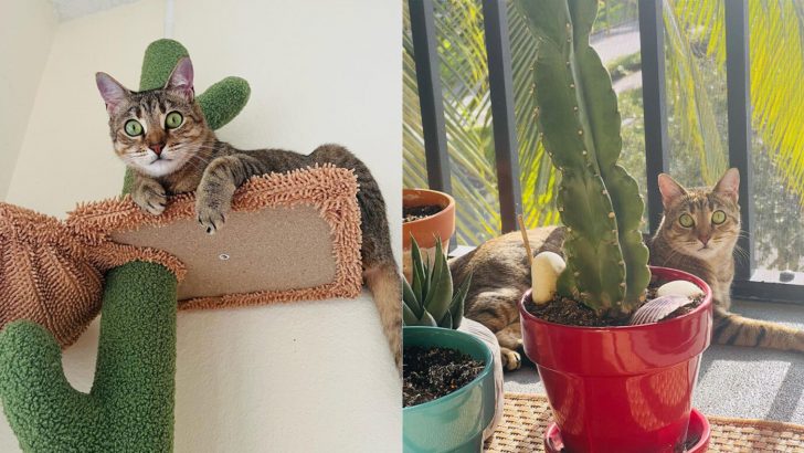 Foster Kitty Finds A Dream Home With Her Very Own Cactus-Themed Cat Tree