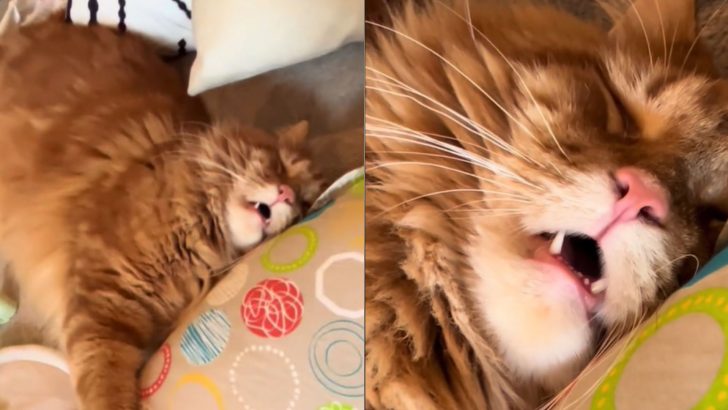 Ginger Cat Hilariously Collapses After A Sleepless Night Of Babysitting