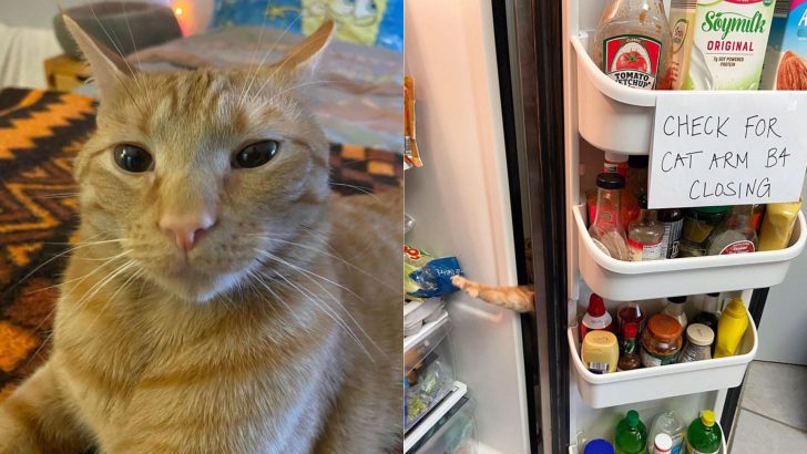Ginger Cat Goes Viral For Giving His Owners Anxiety