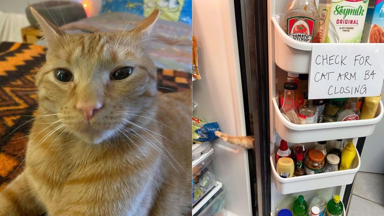 Ginger Cat Goes Viral