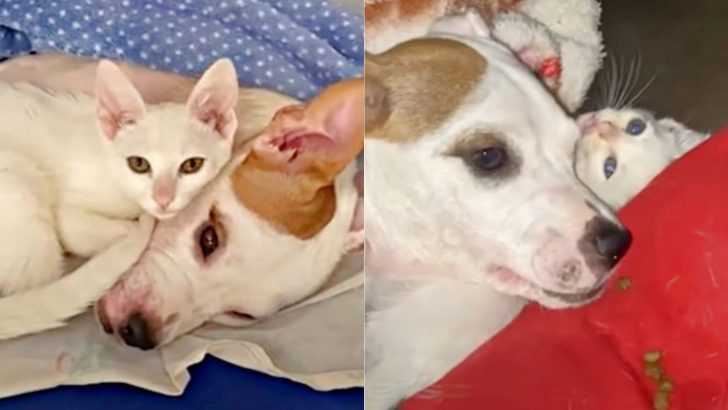 Heroic Cat Completely Changed This Paralyzed Dog’s Life