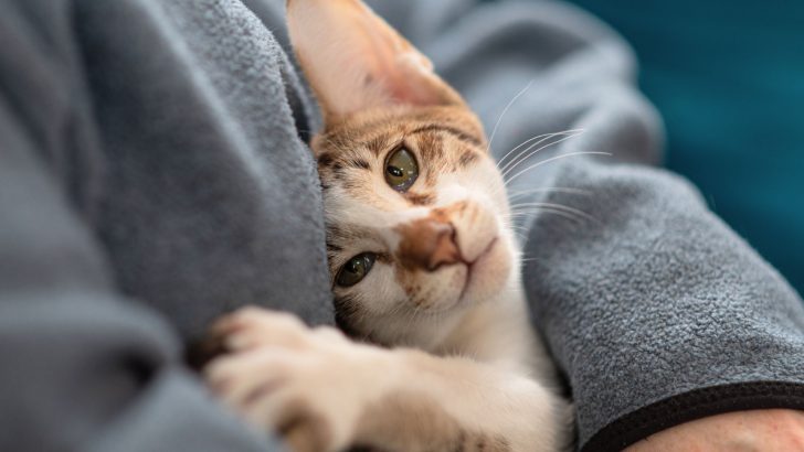 How To Bond With Cats? The Ultimate Feline Befriending Guide