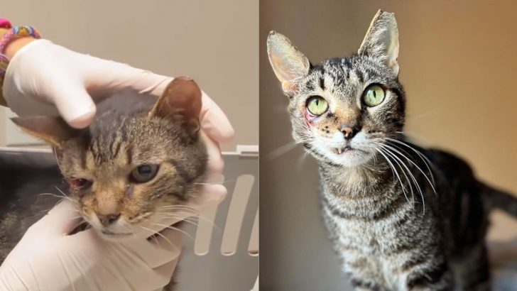 Cat Hit By A Car And Severely Injured Stuns Everyone With His Remarkable Will To Survive