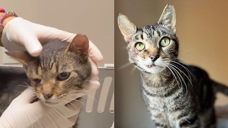 tabby cat survived car accident