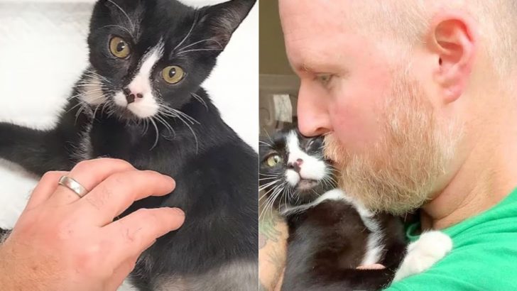 San Francisco Man Puts His Marriage At Stake And Travels 500 Miles To Save A Cat’s Life