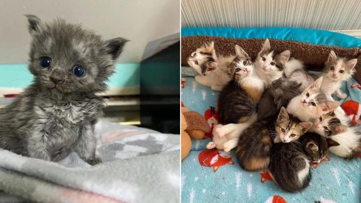 Orphaned Kitten Learns The True Definition Of Love With The Help Of A Loving Furry Family