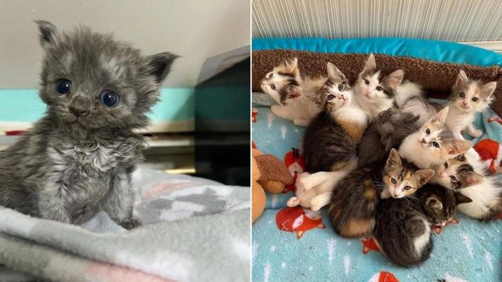 Orphaned Kitten Gets A Fresh Start With A Feline Clan Who Showers Him With Love