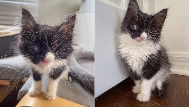 Kitten With A Winking Face Asks A Family To Let Her In The House