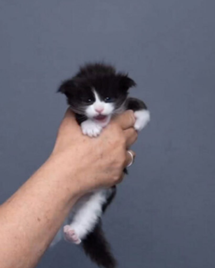 Maine Coon kitten tries to escape from man's hand