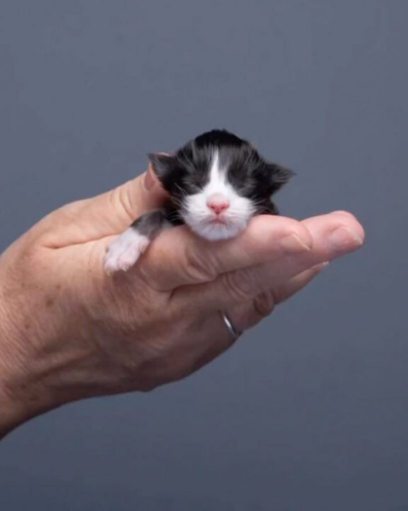Maine Coon sword in a man's hand
