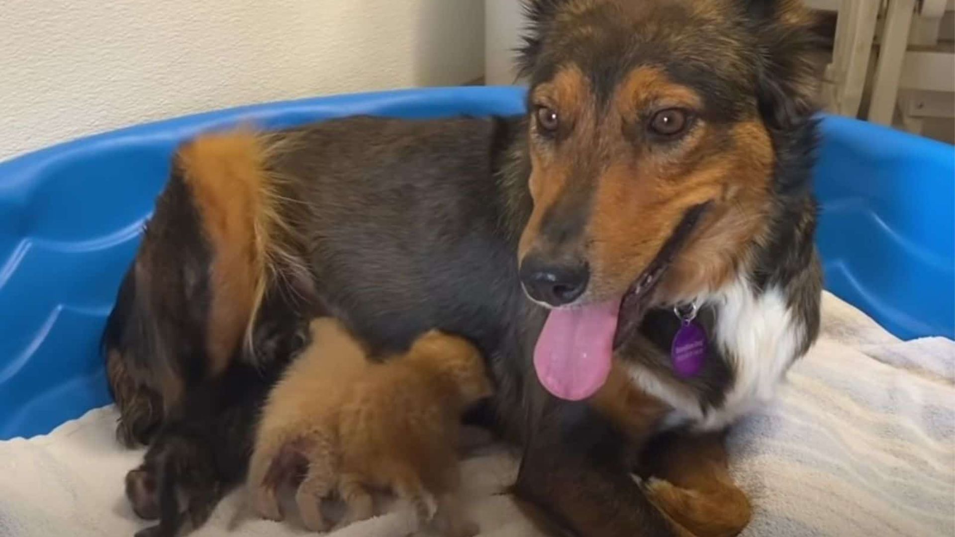 Mama Dog Who Lost Her Puppies Finds Solace In Raising Abandoned Kittens