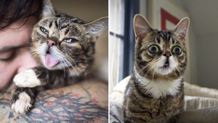 Man Rescues A Strange-Looking Cat And Turns Out There Is Something Truly Special About Her