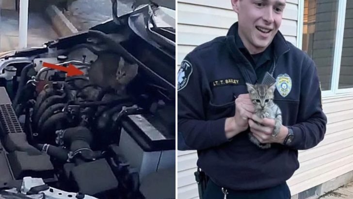 New Jersey Man Discovers A Furry Pair Hiding In His Car Engine