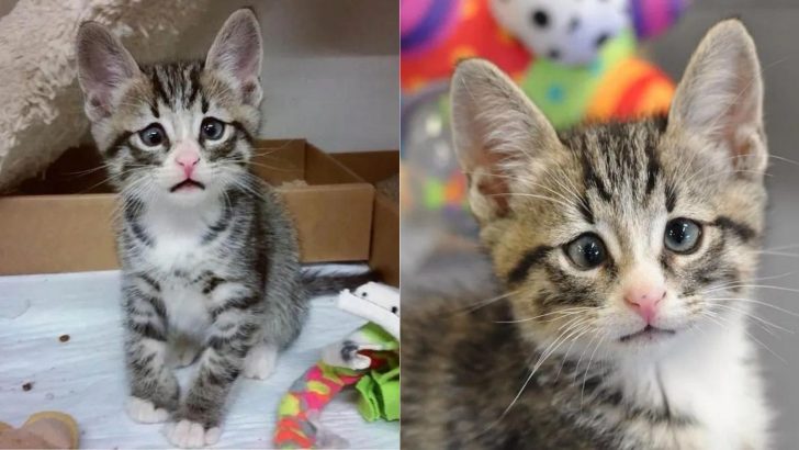 Meet Bum, The Kitten Born With “Worried Eyes,” Who Stole The Everyone’s Heart