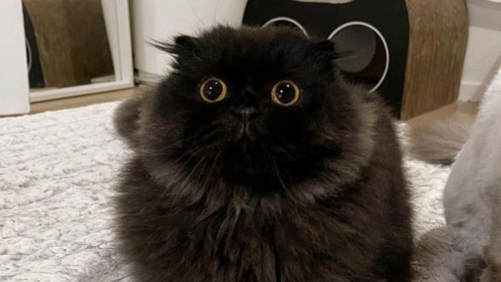 Gimo The Cat Steals The Internet’s Heart With His Unbelievably Huge Eyes