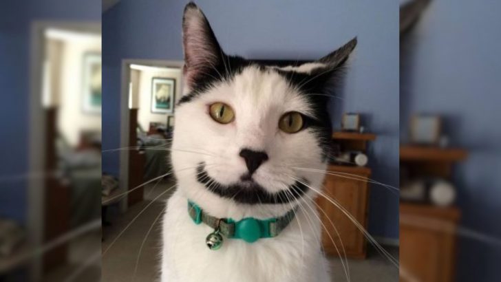 One-Of-A-Kind Kitty Looks Like He’s Always Smiling – And Has The Best Name To Go With His Look