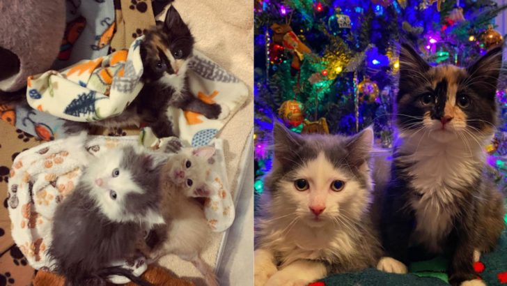 Kitten Siblings From Portland Overcome A Fatal Feline Virus In A True Miracle