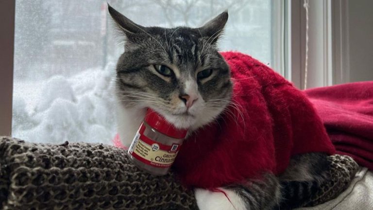 cat with a cinnamon bottle