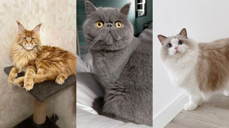 most popular cat breeds