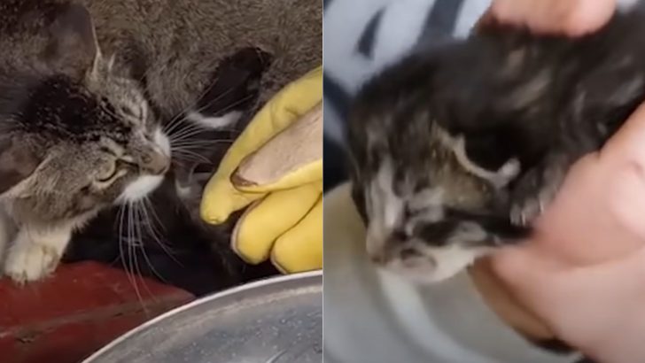 Mother Cat Welcomes An Orphaned Kitten To Her Furry Family