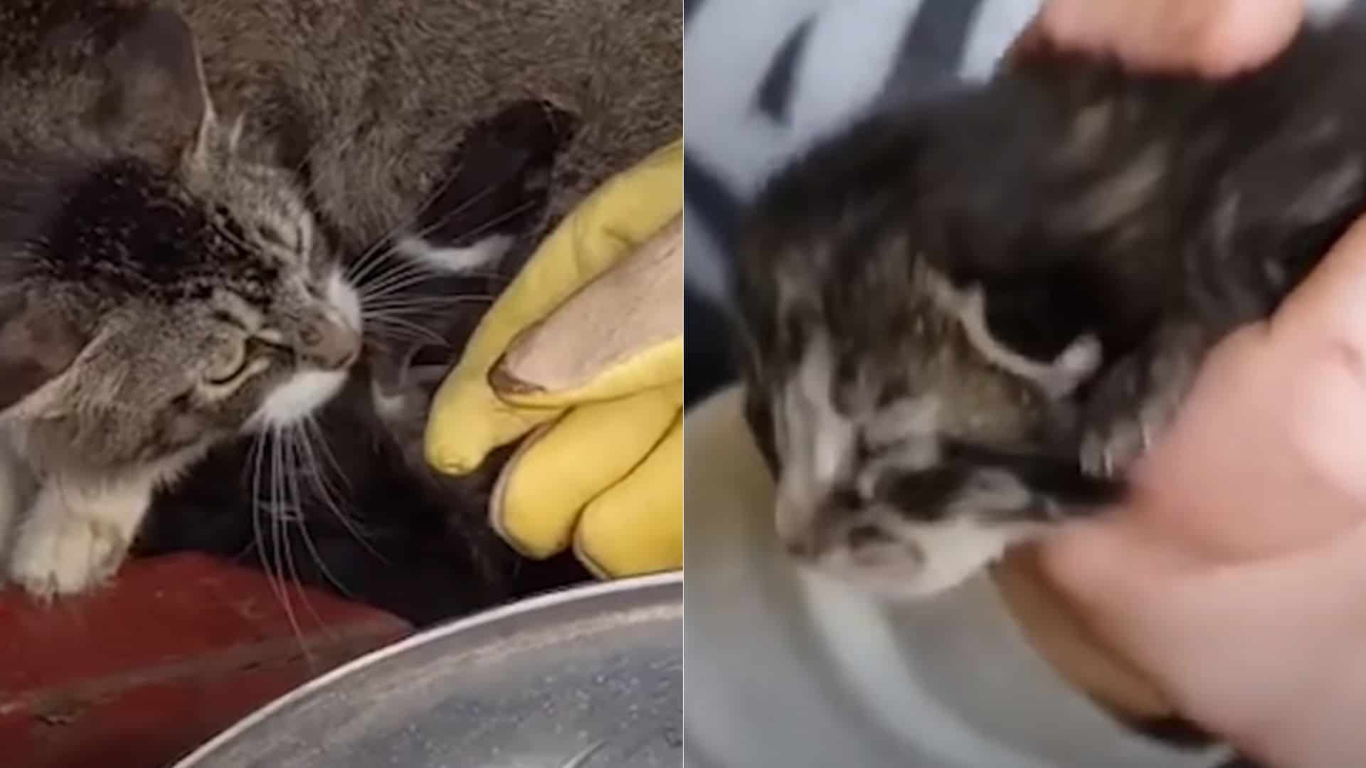 cat welcomes orphaned kitten