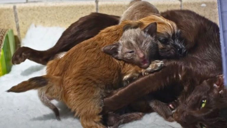 mother cat with a puppy and her kitten