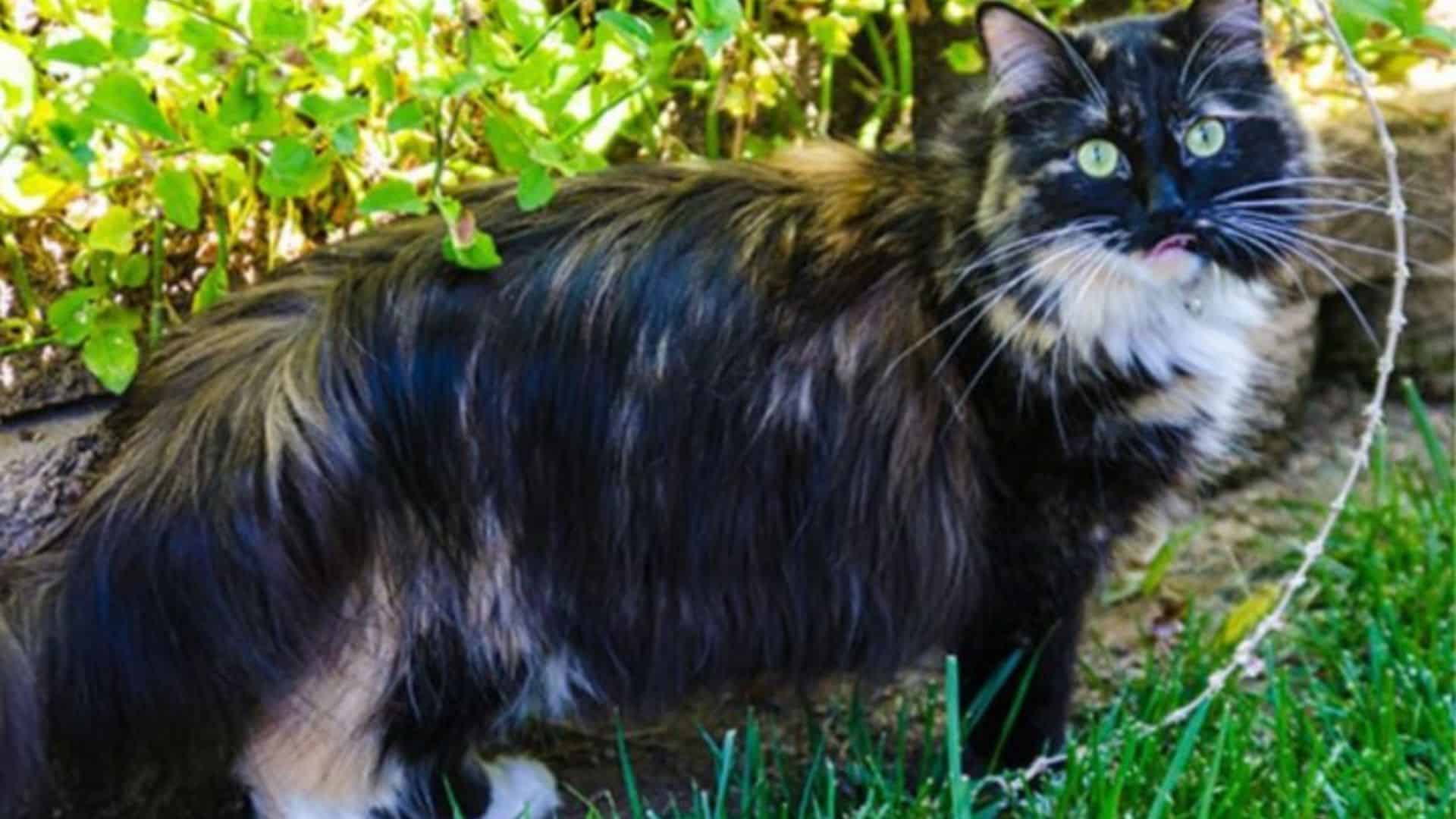 cat sophie with longest fur