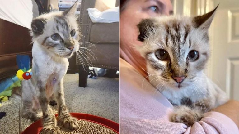 owner holding one eared cat