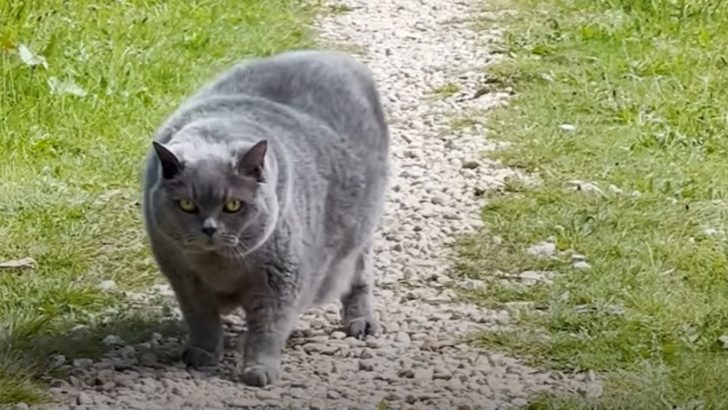 Overweight Senior Cat Exercises For The First Time