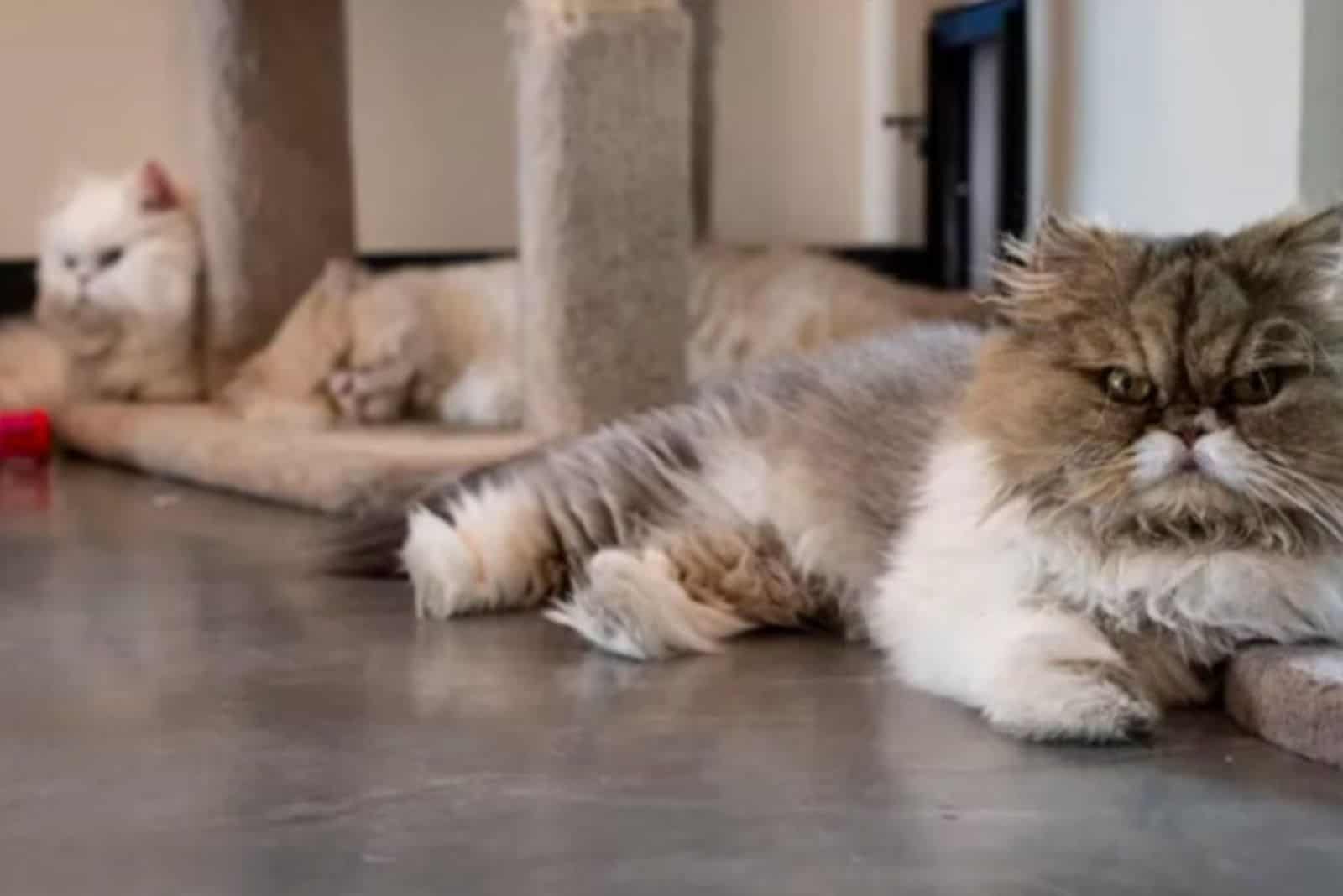 Persian cats lie on the floor