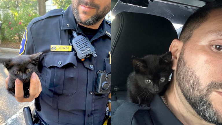 police officer rescued tiny kitten