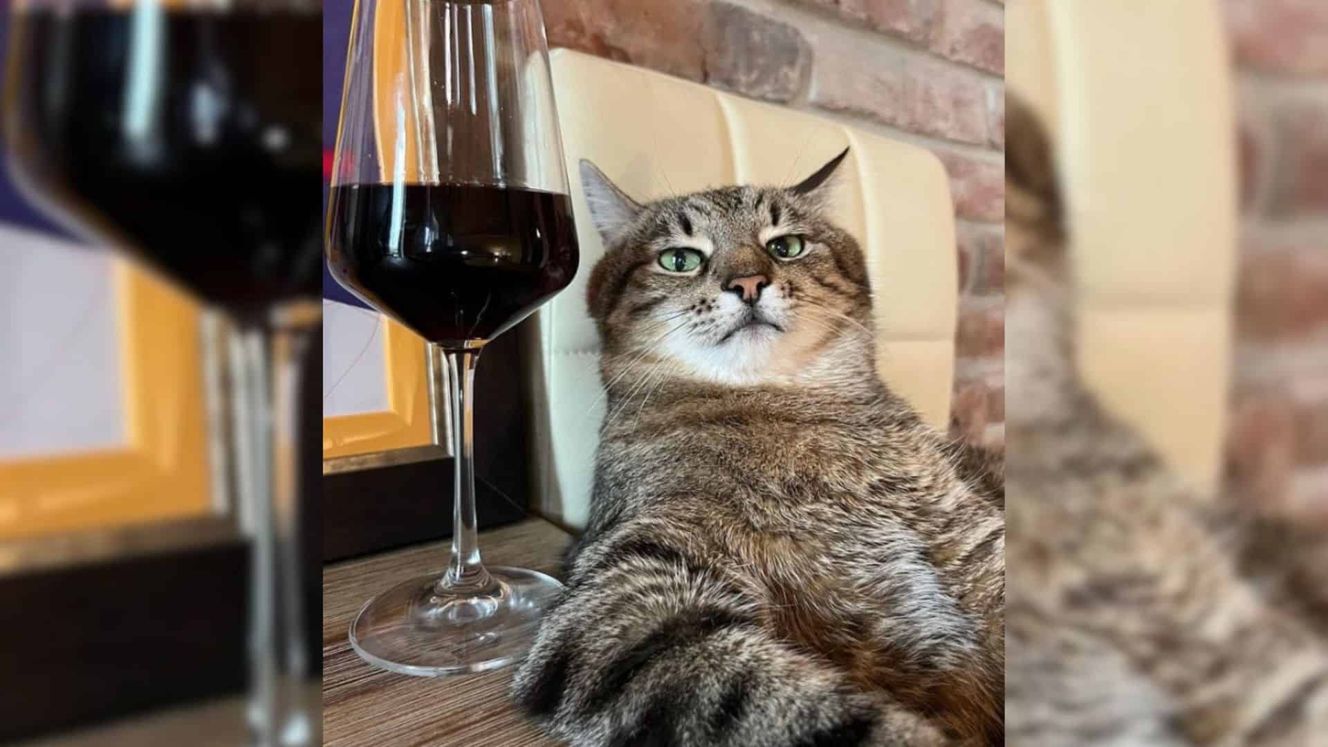 Cat and wine