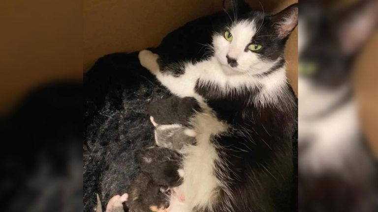 cat with her kittens