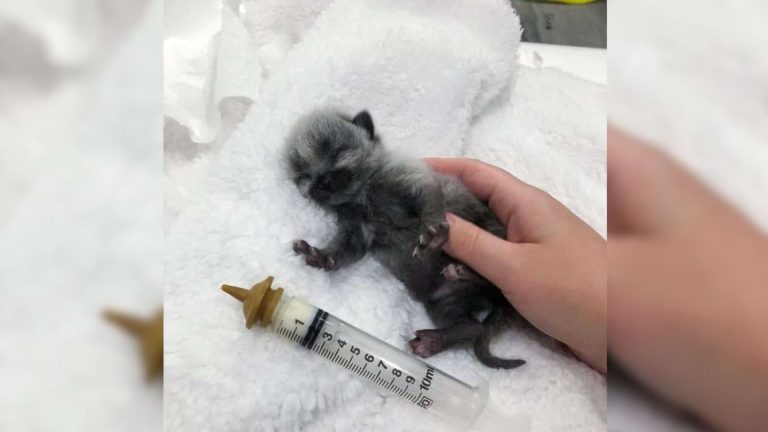 tiny kitten lying on a table