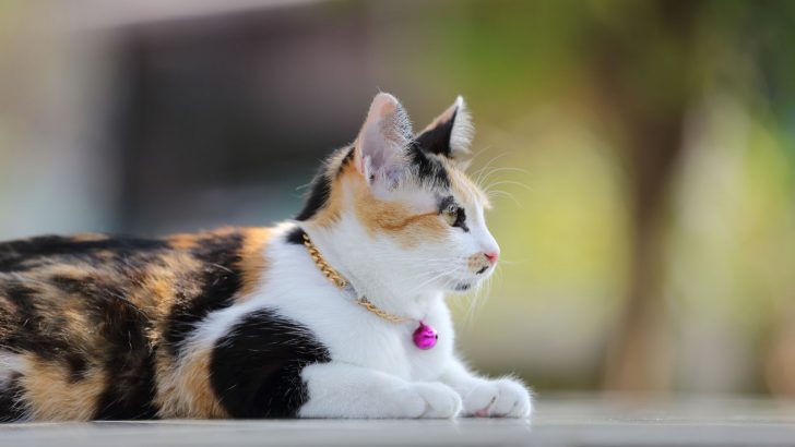 Research Reveals Stunning Discoveries About Our Beloved Cats