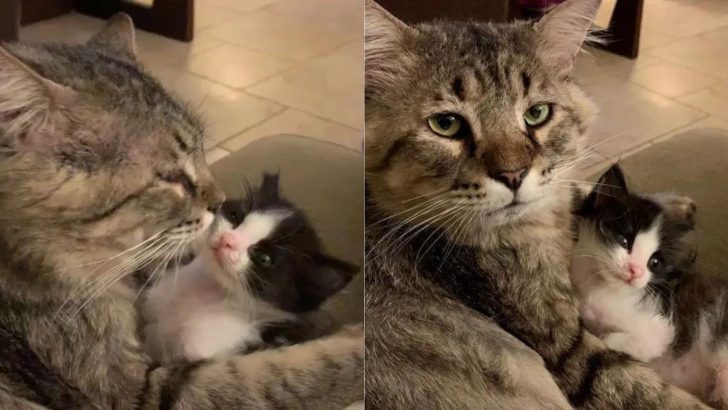 Senior Cat, Once Homeless, Now Thrives In His Forever Home With Unique Job As Kitten Caretaker