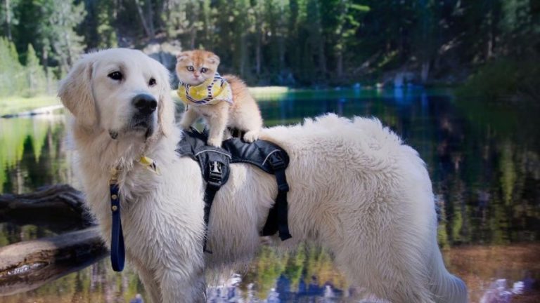 cute cat on the dogs head